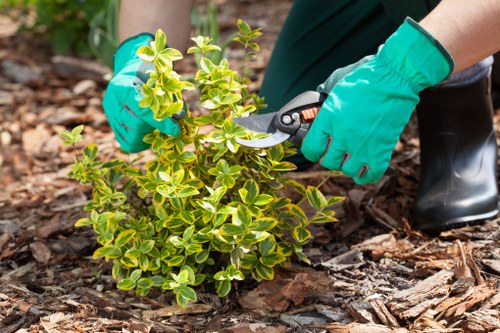 Seasonal hedge trimming in Mottingham