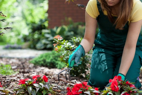 Professional lawn mowing service in Mottingham