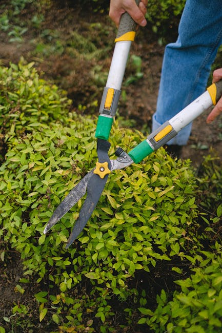 A man with short dark hair, dressed in a casual blue T-shirt, is engaged in hedge trimming in a lush garden near Scadbury Park Mottingham. He is holding an electric hedge trimmer with a long, silver c